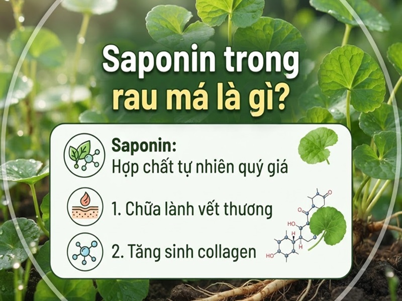 Saponin trong rau má Saponin trong rau ma
