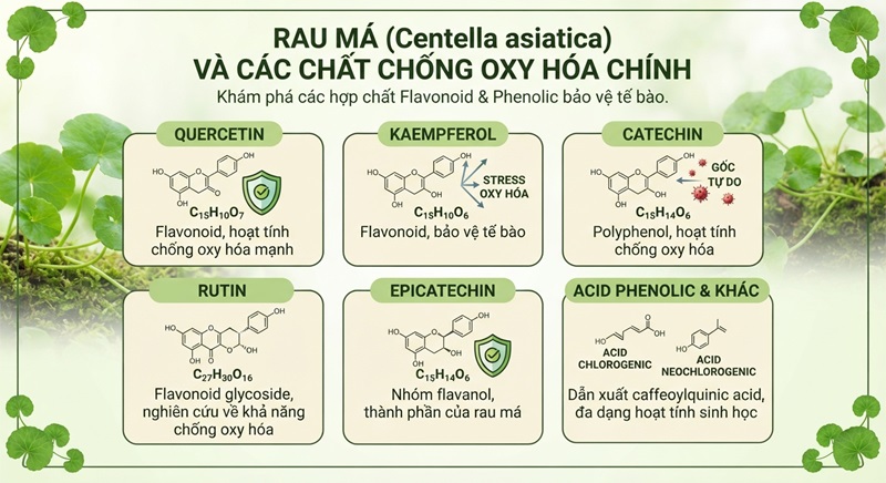 Rau má có chứa chất chống oxy hóa nào? rau ma co chua chat chong oxy hoa nao