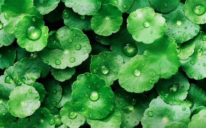 Rau má và tác dụng chống oxy hóa Rau ma va tac dung chong oxy hoa