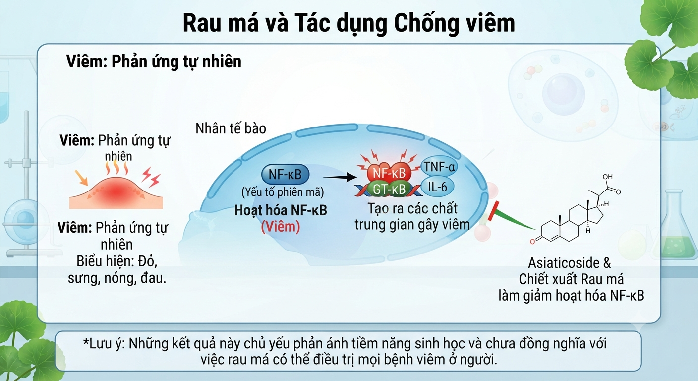 Rau má và tác dụng chống viêm rau ma va tac dung chong viem