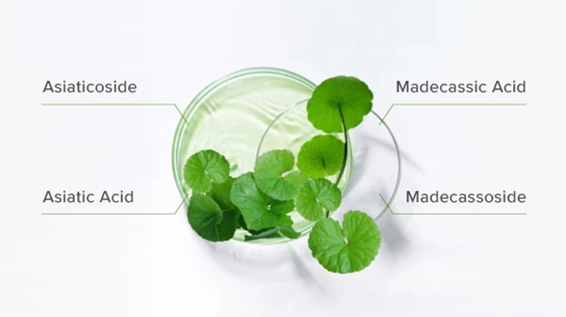 Cấu tạo cây rau má cau tao cay rau ma
