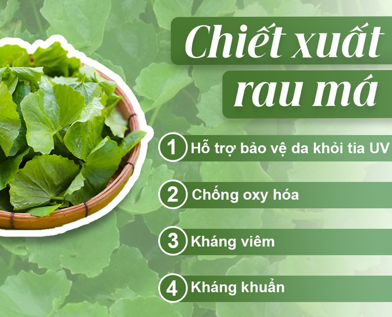 Rau má thuộc họ thực vật nào Rau ma thuoc ho thuc vat nao