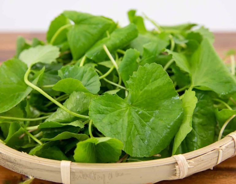 Rau má để tủ lạnh được bao lâu Rau má để tủ lạnh được bao lâu