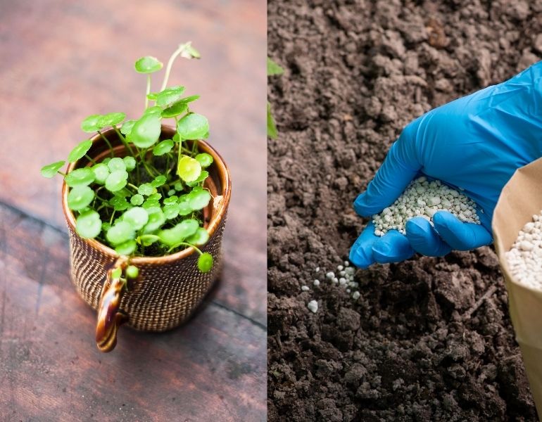 Bón phân sinh học cho rau má Bón phân sinh học cho rau má
