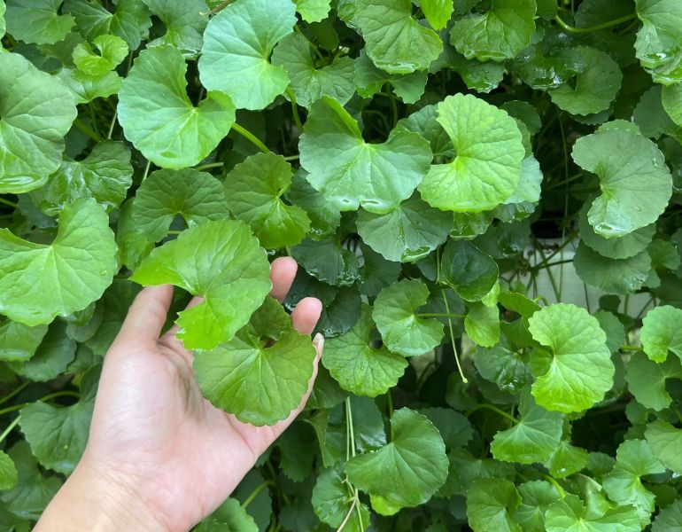 Những lưu ý khi trồng rau má thủy canh Những lưu ý khi trồng rau má thủy canh