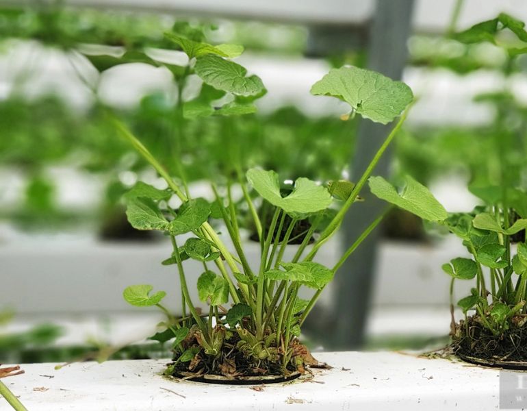 Cách chăm sóc rau má thủy canh Cách chăm sóc rau má thủy canh