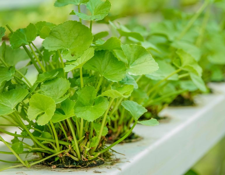 Kỹ thuật trồng rau má thủy canh tại nhà Kỹ thuật trồng rau má thủy canh tại nhà