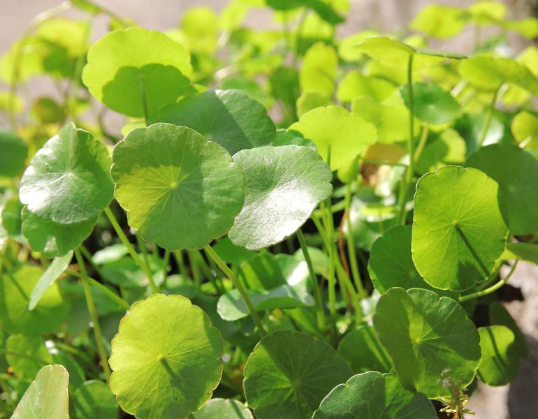 Lợi ích của rau má Lợi ích của rau má