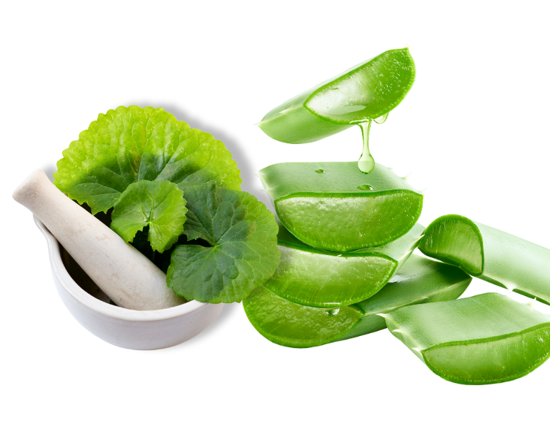 Cách làm mặt nạ rau má nha đam Cách làm mặt nạ rau má nha đam