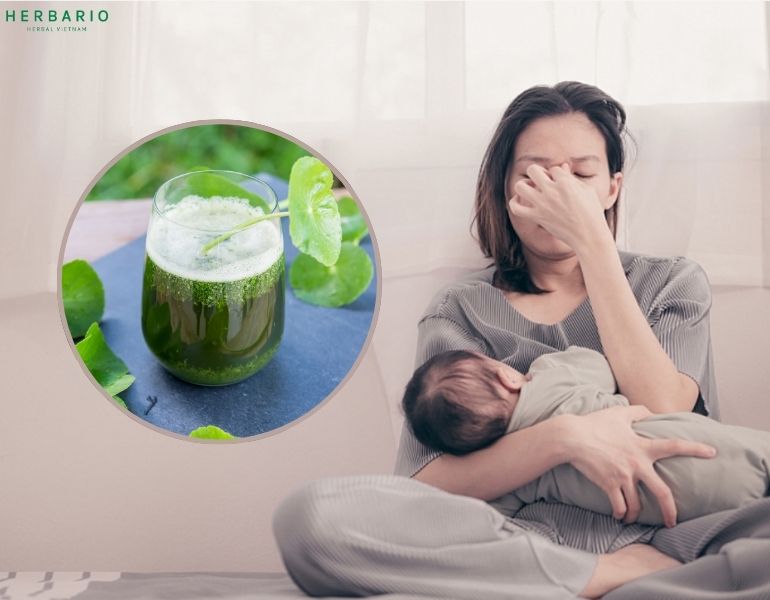 Lưu ý sử dụng rau má cho phụ nữ sau sinh Lưu ý sử dụng rau má cho phụ nữ sau sinh