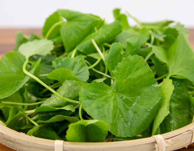 Rau má ăn sống được không? Rau má ăn sống được không?