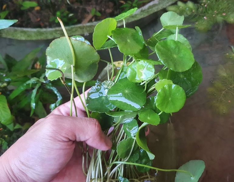 Rau má thủy sinh là gì? Rau má thủy sinh là gì?