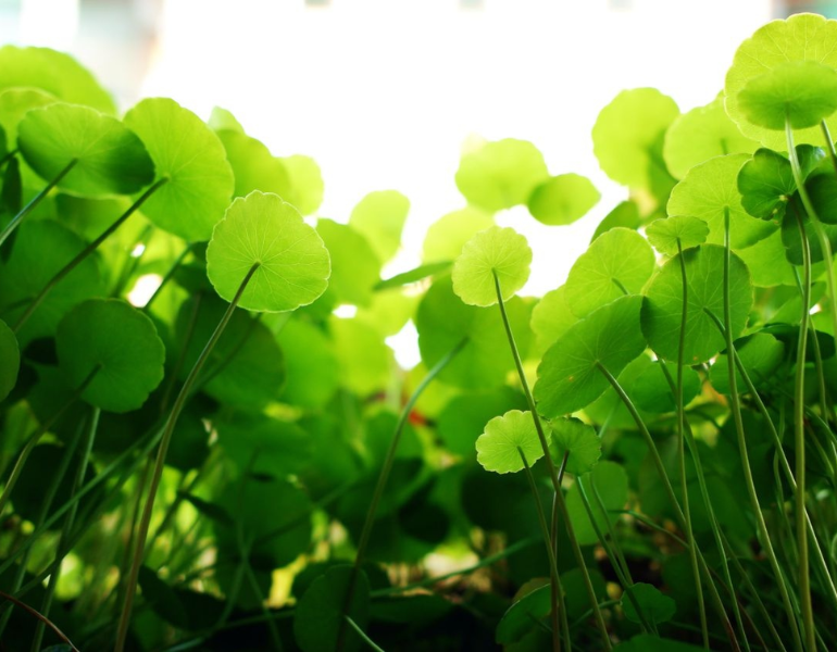 Công dụng của rau má Công dụng của rau má