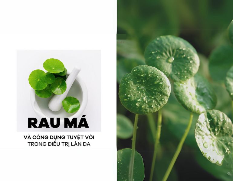 Tác dụng làm đẹp của rau má Tác dụng làm đẹp của rau má