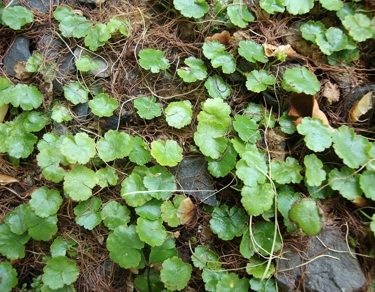 Rau má mỡ