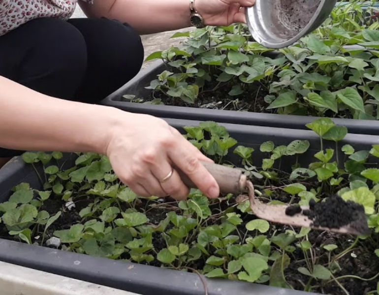 Chăm sóc rau má Chăm sóc rau má