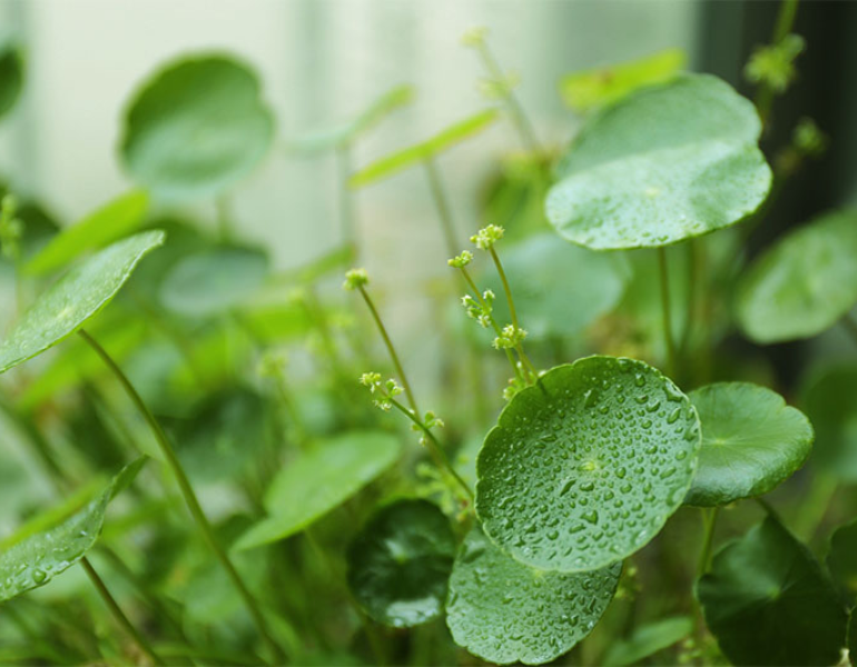 Công dụng của rau má đồng tiền Công dụng của rau má đồng tiền
