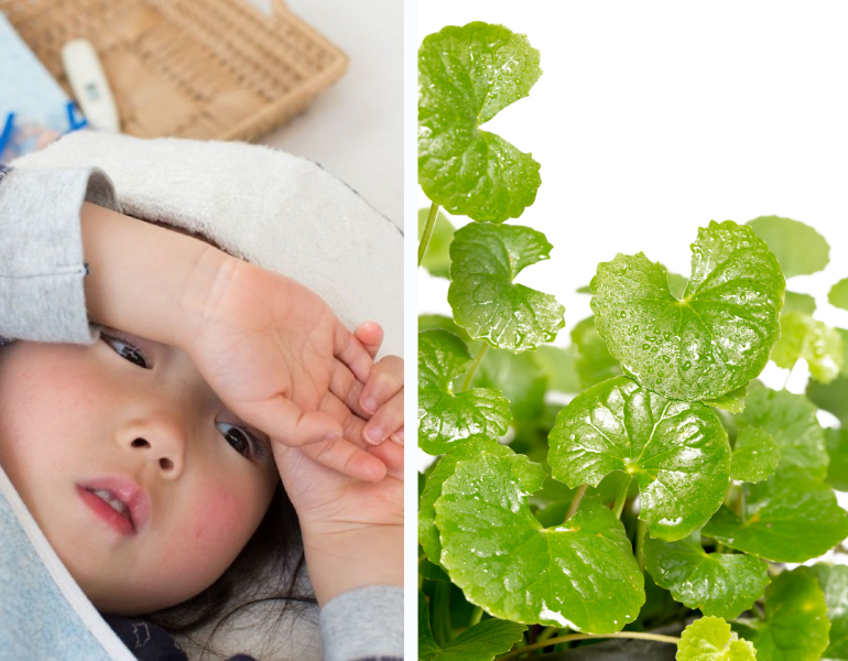 Cách hạ sốt bằng rau má Cách hạ sốt bằng rau má