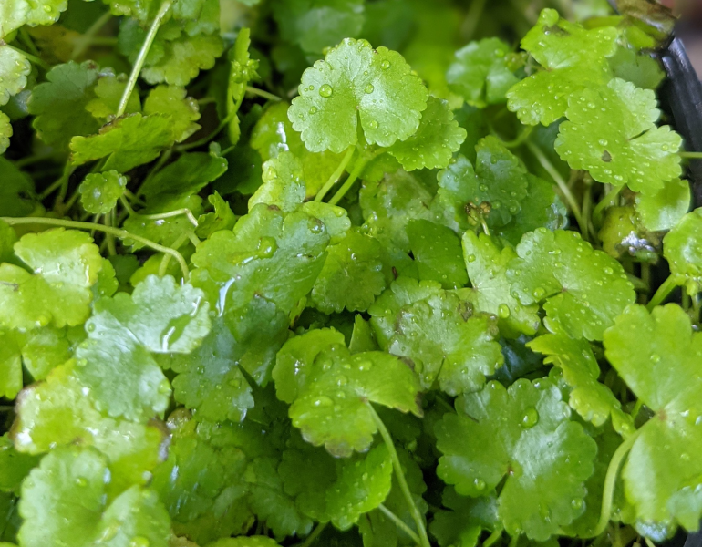 Rau má giá bao nhiêu? Rau má giá bao nhiêu?