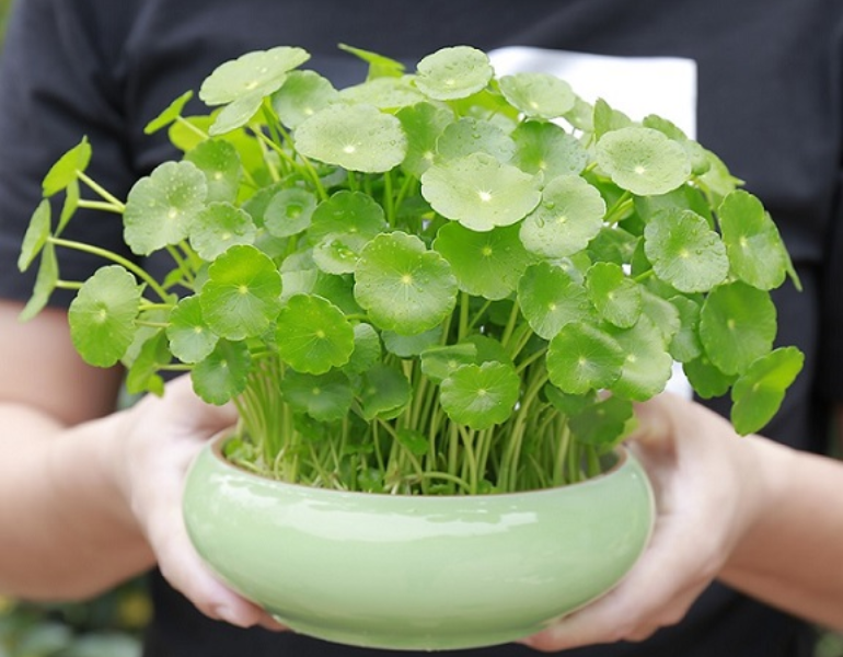Rau má đồng tiền Rau má đồng tiền