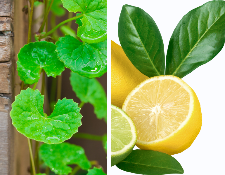 Mặt nạ rau má trị mụn và lá chanh Mặt nạ rau má trị mụn và lá chanh