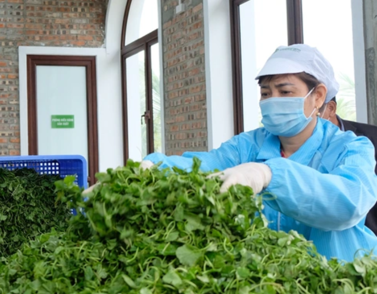 Quy trình sản xuất bột rau má Quy trình sản xuất bột rau má