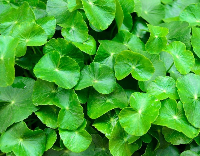 Công dụng của rau má Công dụng của rau má