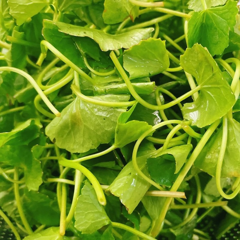 Cách làm gỏi rau má tôm đất cach lam goi rau ma tom dat