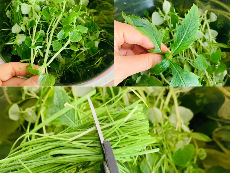 Cách làm salad rau má cach lam salad rau ma