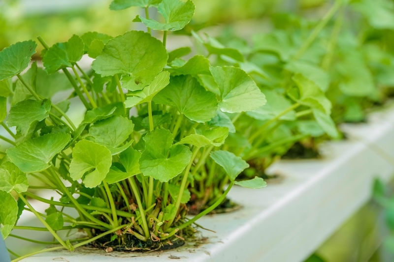 nên lựa chọn rau má sạch rau ma sach
