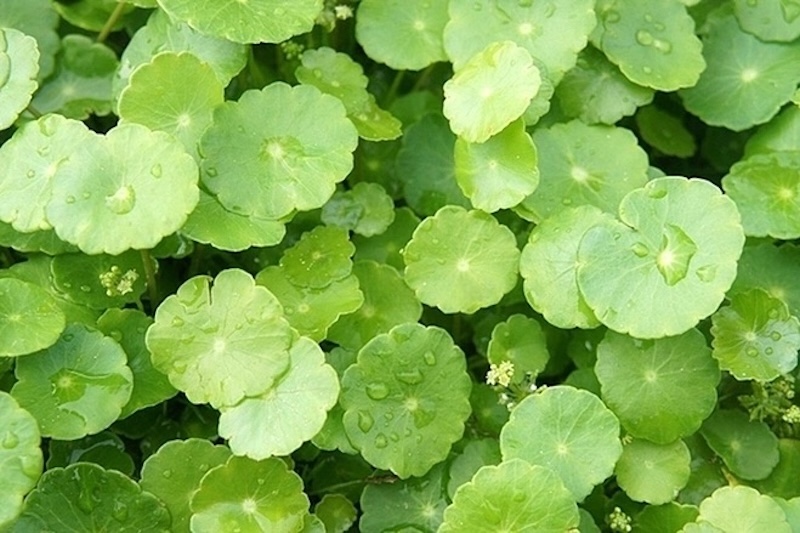 rau ma co tot cho da dau mun khong