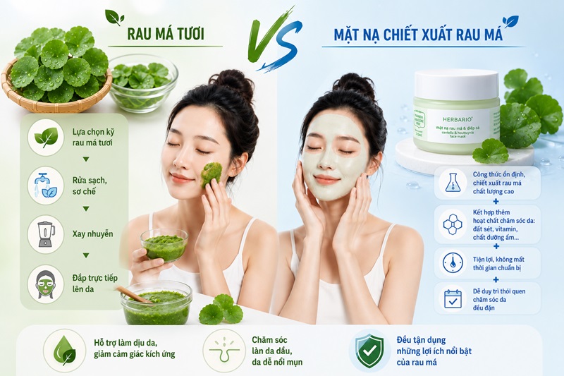 Rau má thuộc họ thực vật nào Rau ma thuoc ho thuc vat nao