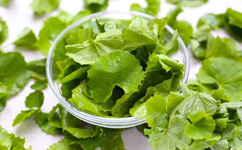 Những lưu ý khi sử dụng rau má
