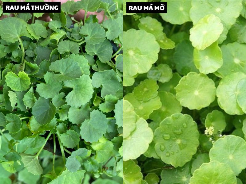 Kỹ thuật trồng rau má ky thuat trong rau ma