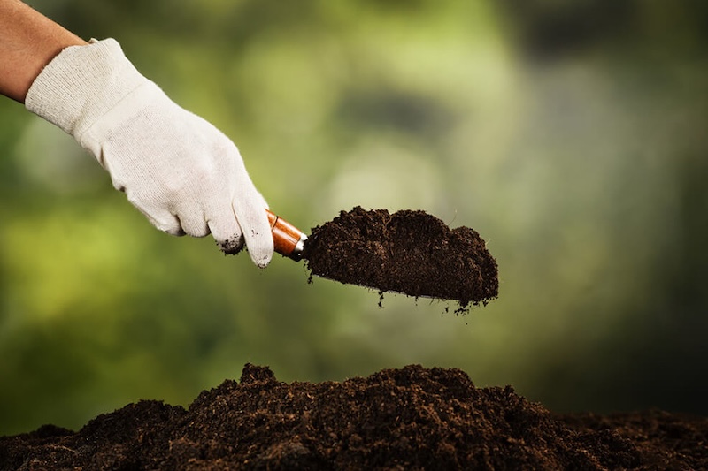 Cách trồng rau má trong chậu cach trong rau ma trong chau