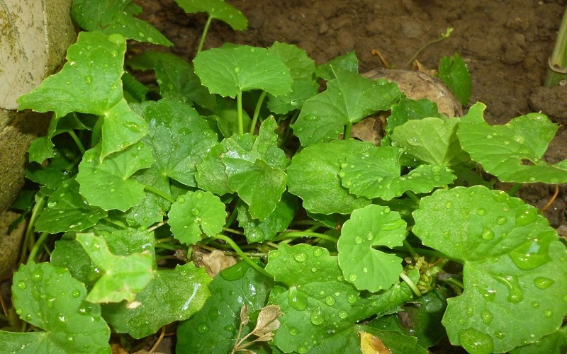 Rau má phân bố ở đâu rau ma phan bo o dau