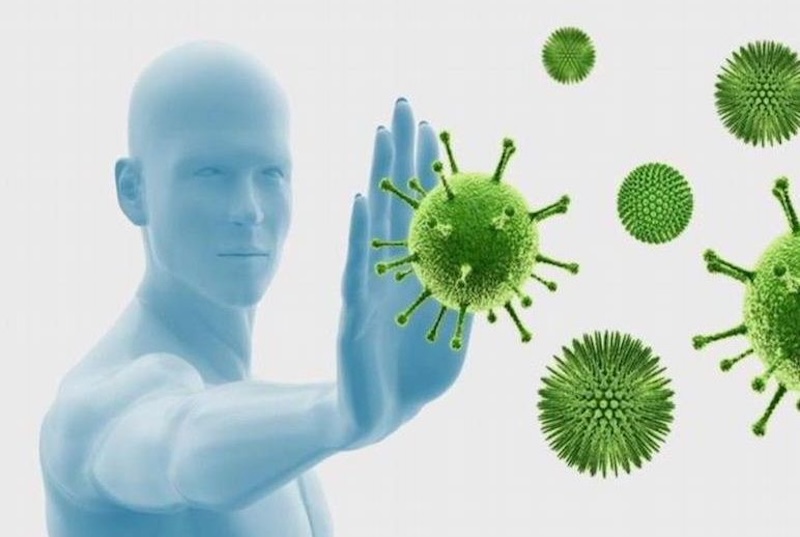 Cây rau má ngọ kháng khuẩn cay rau ma ngo khang khuan