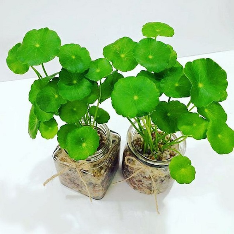 Đặc điểm rau má Nhật dac diem rau ma nhat
