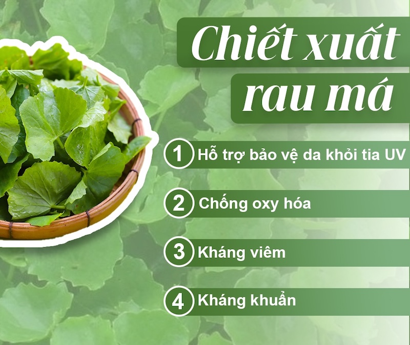 Các loại rau má phổ biến hiện nay cac loai rau ma pho bien