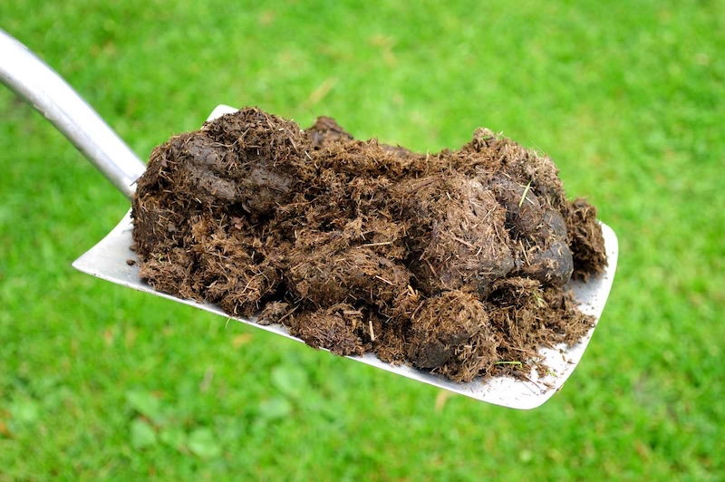Cách bón phân cho rau má cach bon phan cho rau ma