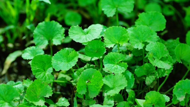 Các loại rau má phổ biến hiện nay cac loai rau ma pho bien