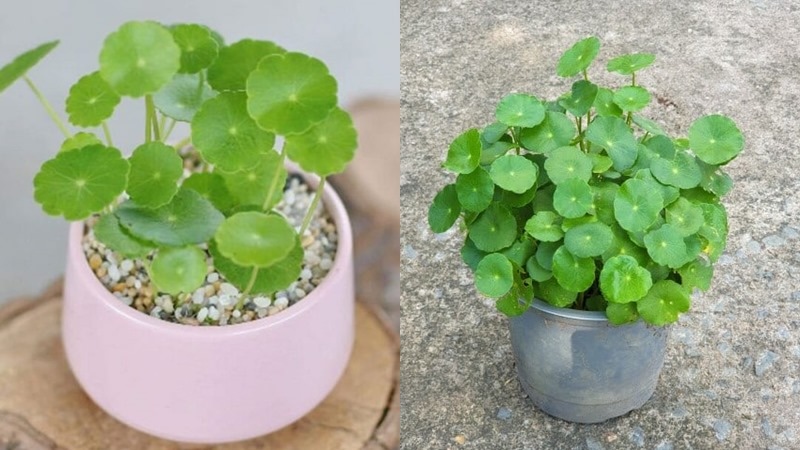 Các loại rau má phổ biến hiện nay cac loai rau ma pho bien