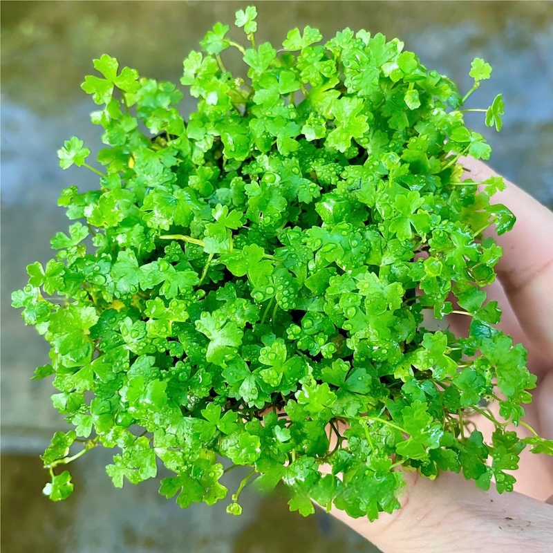 Các loại rau má phổ biến hiện nay cac loai rau ma pho bien