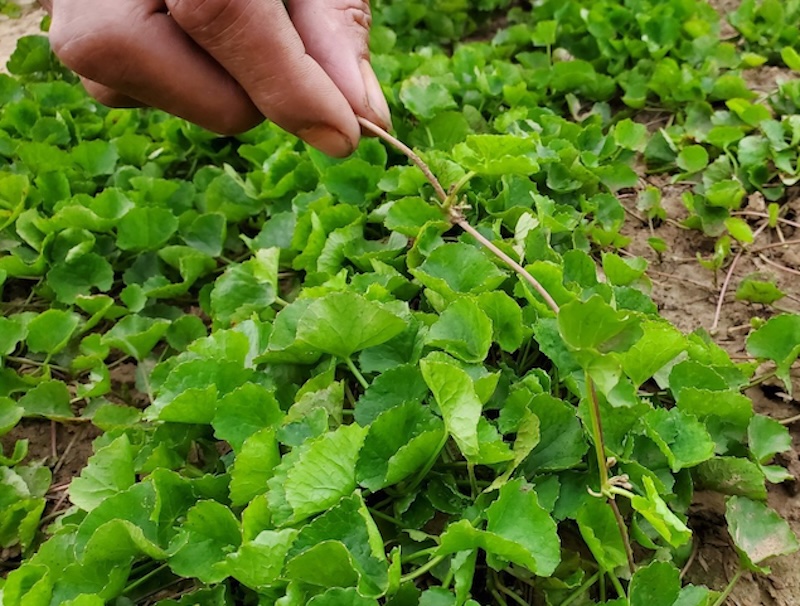 Môi trường sống của cây rau má moi truong song cua cay rau ma