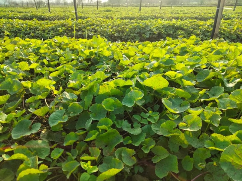 Rau má phân bố ở đâu rau ma phan bo o dau
