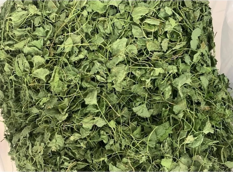 Thời điểm thu hoạch rau má tốt nhất thoi diem thu hoach rau ma tot nhat