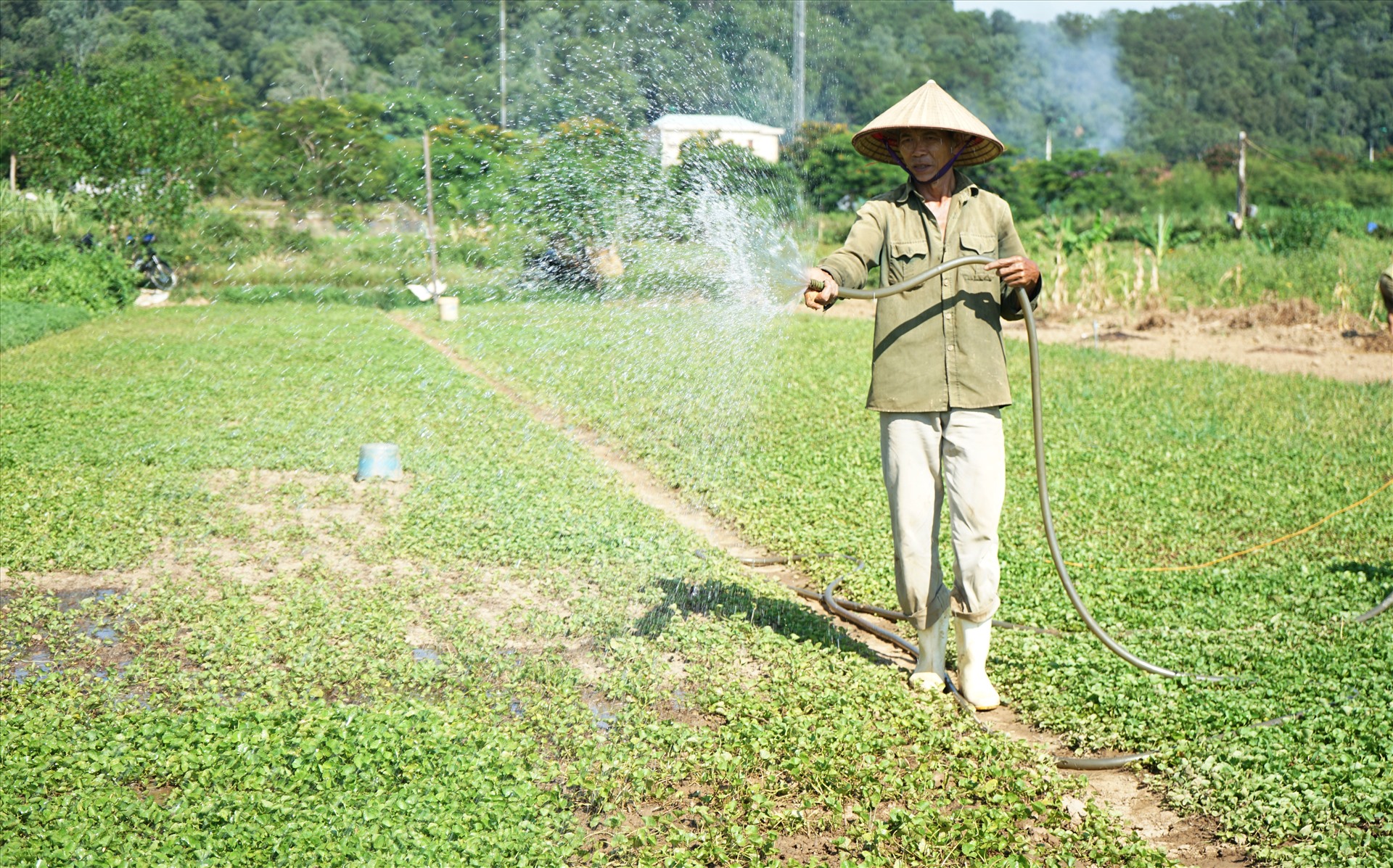 Môi trường sống của cây rau má moi truong song cua cay rau ma