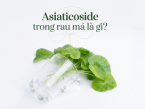 Asiaticoside trong rau má là gì? Có lợi ích gì đối với làn da?