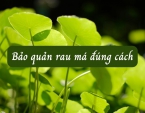 Bảo quản rau má như thế nào cho đúng cách? Bảo quản rau má như thế nào cho đúng cách?