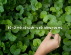 Bỏ túi một số cách hạ sốt bằng rau má Bỏ túi một số cách hạ sốt bằng rau má